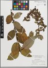 Foto von Salix hastata L.